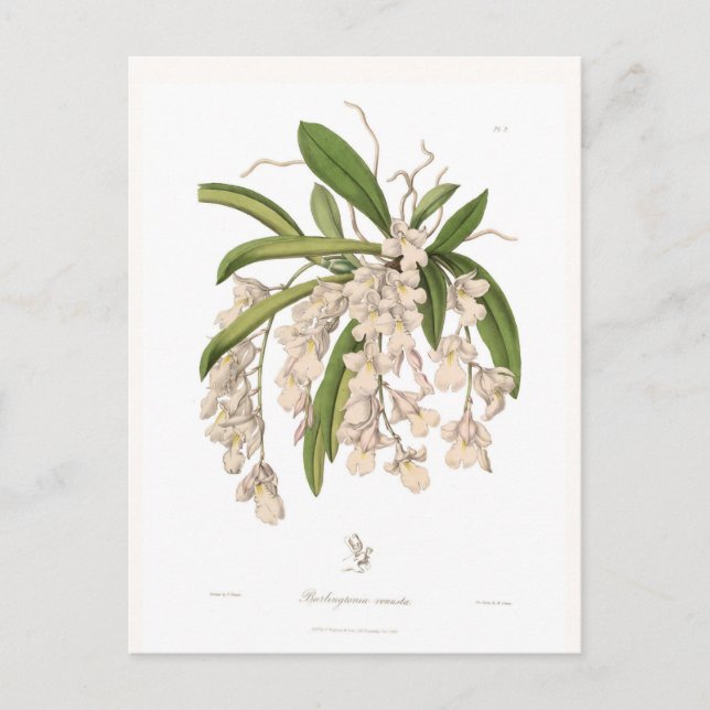 Carte Postale Burlingtonia venusta (Devant)