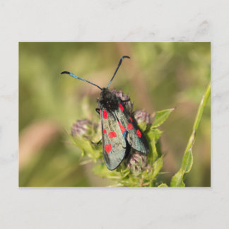 Carte Postale Burnet Moth