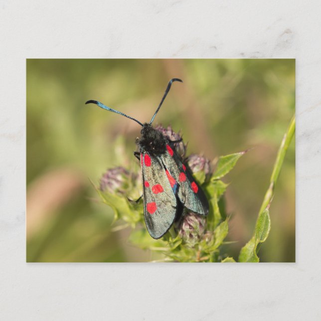 Carte Postale Burnet Moth (Devant)