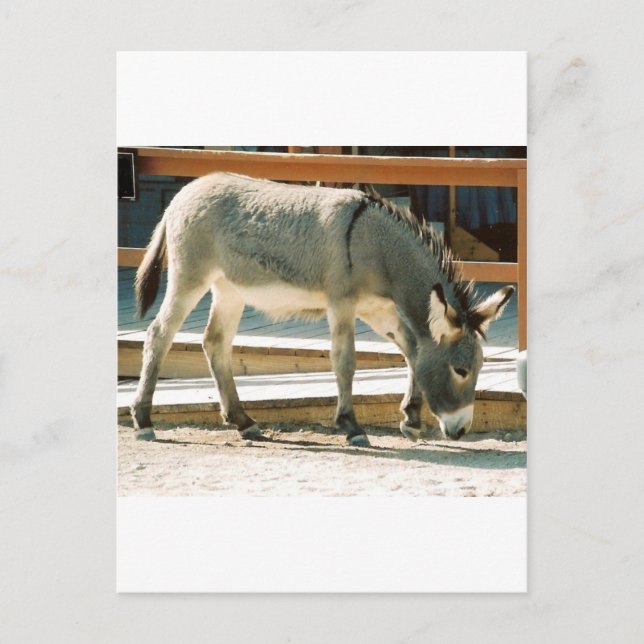 Carte Postale Burro en ville (Devant)