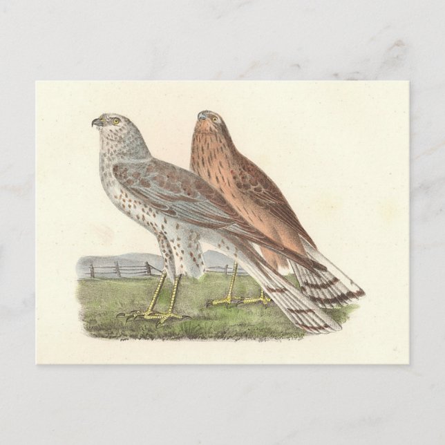 Carte Postale Busard Saint-Martin (Buse à queue barrée) NY Bird (Devant)