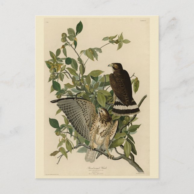 Carte Postale Buse à épaulettes de Les Oiseaux d'Amérique d'Audu (Devant)