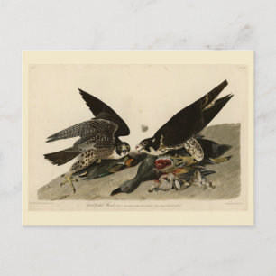 Carte Postale Buse à pattes géantes des oiseaux d'Amérique d'Aud