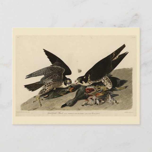 Carte Postale Buse à pattes géantes des oiseaux d'Amérique d'Aud (Devant)