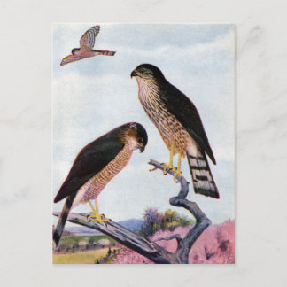 Carte Postale Buse à peau claire