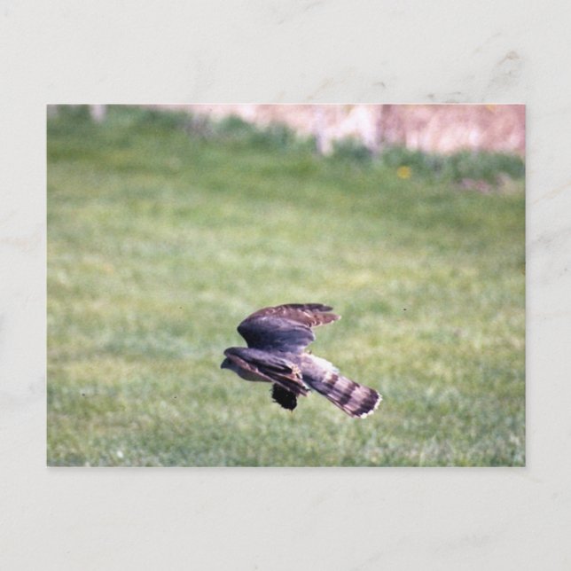 Carte Postale Buse à peau claire en vol (Devant)