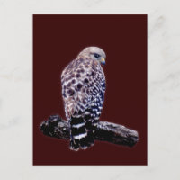 Buse à queue courte