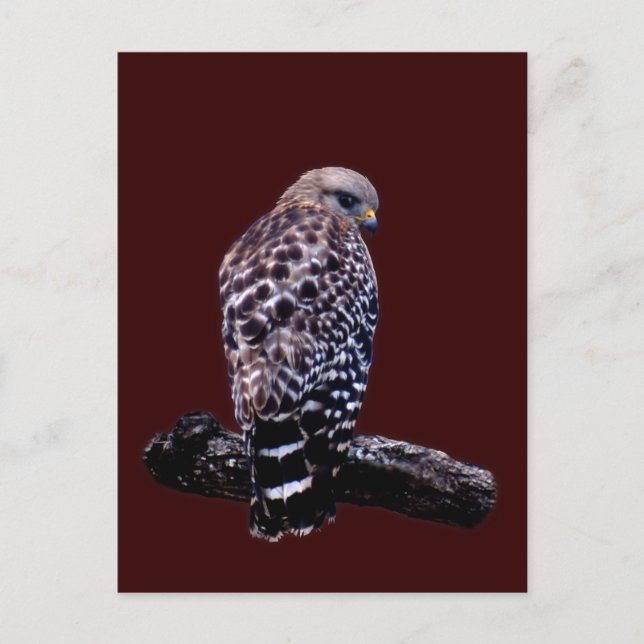 Carte Postale Buse à queue courte (Devant)