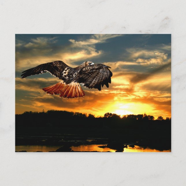 Carte Postale Buse à queue rouge (Devant)