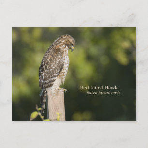 Carte Postale Buse à queue rouge