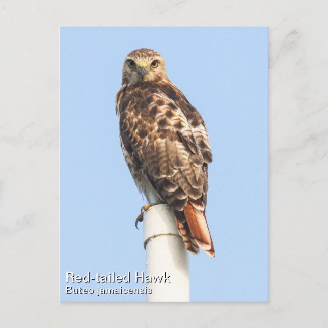 Carte Postale Buse à queue rouge (Devant)
