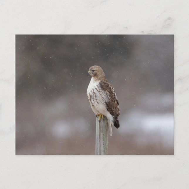 Carte Postale Buse à queue rouge dans la vallée de l'Hudson (Devant)
