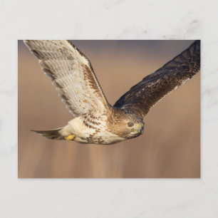 Carte Postale Buse à queue rouge dans la vallée de l'Hudson
