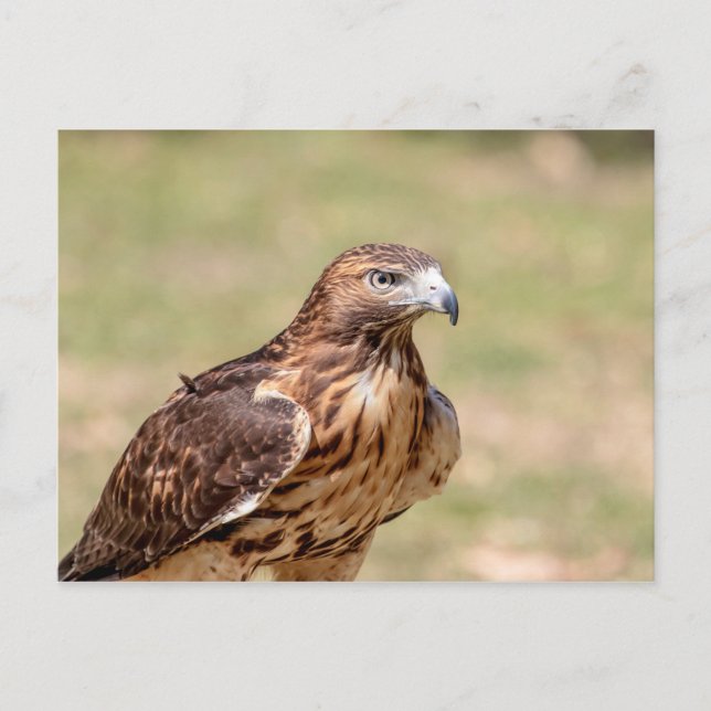 Carte Postale Buse à queue rouge dans la vallée de l'Hudson (Devant)