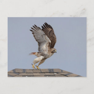 Carte Postale Buse à queue rouge dans la vallée de l'Hudson