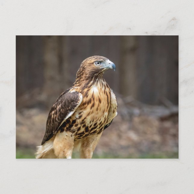Carte Postale Buse à queue rouge dans la vallée de l'Hudson (Devant)