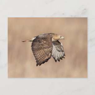 Carte Postale Buse à queue rouge dans la vallée de l'Hudson
