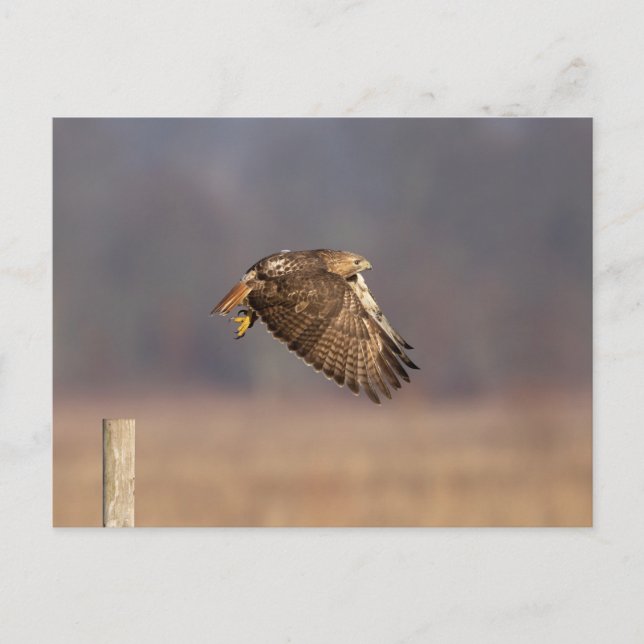 Carte Postale Buse à queue rouge dans la vallée de l'Hudson (Devant)