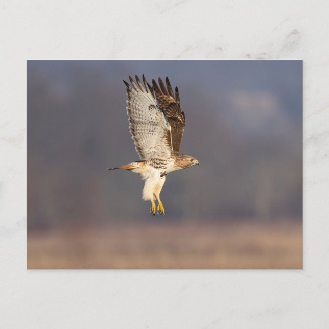 Carte Postale Buse à queue rouge dans la vallée de l'Hudson (Devant)