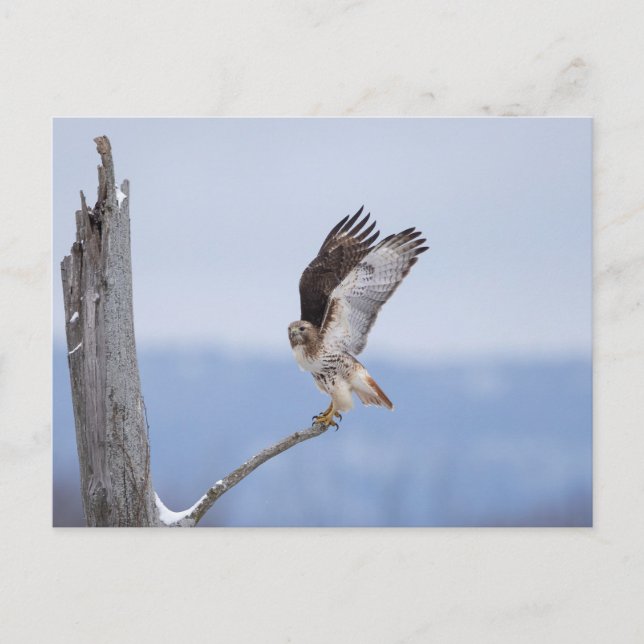 Carte Postale Buse à queue rouge dans la vallée de l'Hudson (Devant)