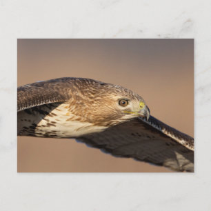 Carte Postale Buse à queue rouge dans la vallée de l'Hudson