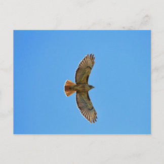 Carte Postale Buse à queue rouge en vol