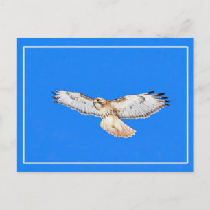 Carte Postale Buse à queue rouge en vol