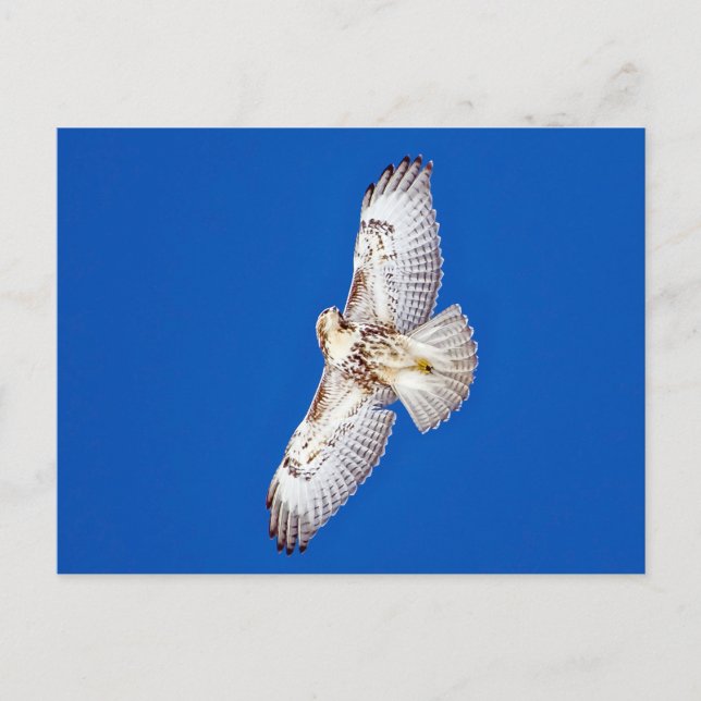 Carte Postale Buse à queue rouge en vol (Devant)