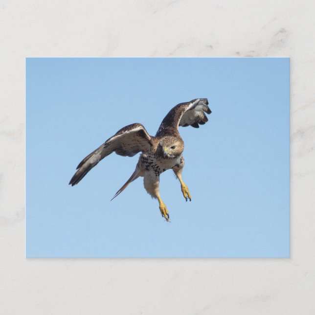 Carte Postale Buse à queue rousse dans la vallée de l'Hudson (Devant)