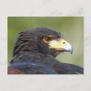 Carte Postale Buse de Harris