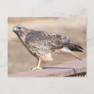 Carte Postale Buse de la queue rouge