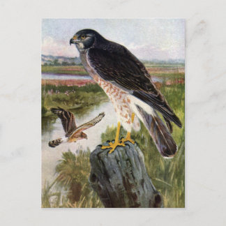 Carte Postale Buse des marais