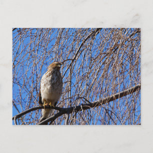 Carte Postale Buse en larmes cerisier