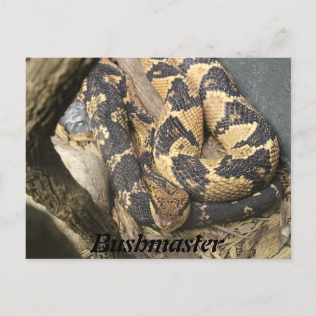 Carte Postale Bushmaster (Devant)