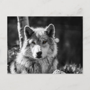 Carte Postale Buste de loup gris en noir et blanc