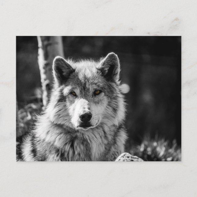 Carte Postale Buste de loup gris en noir et blanc (Devant)