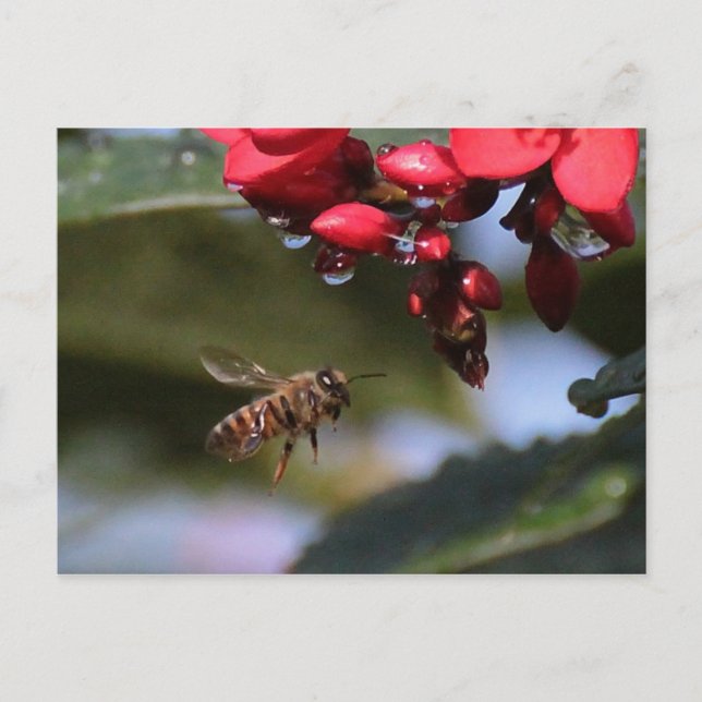 Carte Postale Busy Bee (Devant)