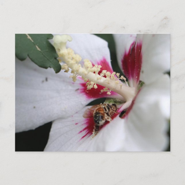 Carte Postale Busy Bee Hibiscus Pollen Party (Devant)