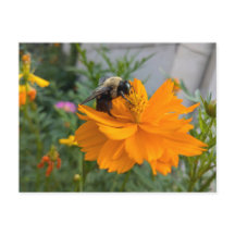 Carte postale Busy Bee - par Cottagevale