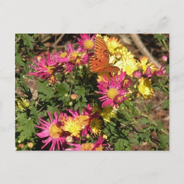 Carte Postale Butterfly at Bellingrath (Devant)