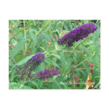 Butterfly Bush Bouddleja Davidii Floral