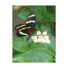 Butterfly on flowers postcard