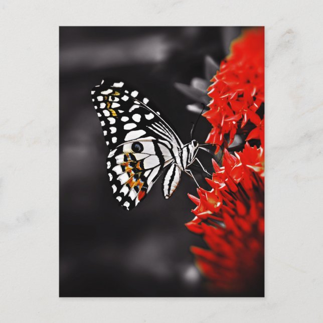 Carte Postale Butterfly on Red Flowers (Devant)