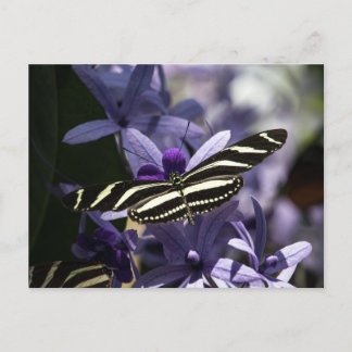 CARTE POSTALE BUTTERFLY WILD LIFE INSECT POSTCROSSING