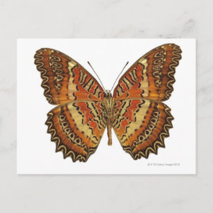 Carte Postale Butterfly with wings