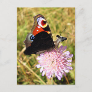 Carte Postale Buttermoose