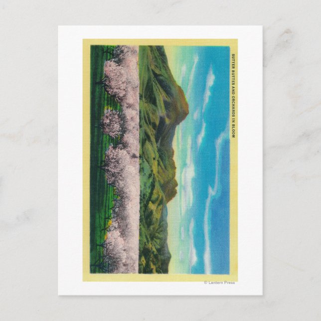 Carte Postale Buttes Sutter et vergers en fleurs (Devant)