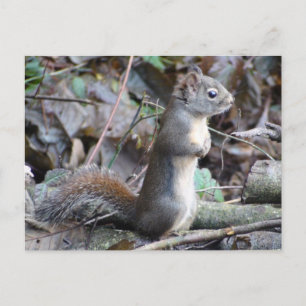 Carte Postale Button the Douglas Squirrel Postcard