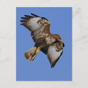 Carte Postale Buzzard 2