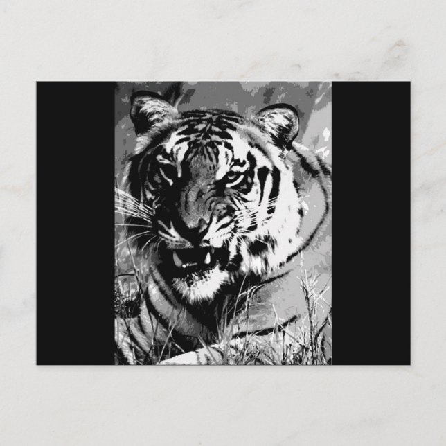 Carte Postale BW Tiger (Devant)